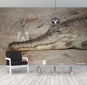 Picture of Slender-snouted crocodile Mecistops cataphractus